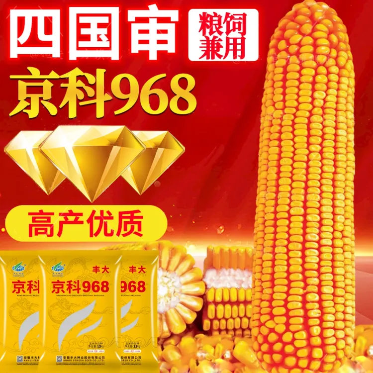 四国审高产玉米种子丰大京科968大棒产量高抗病抗虫抗旱适应性广