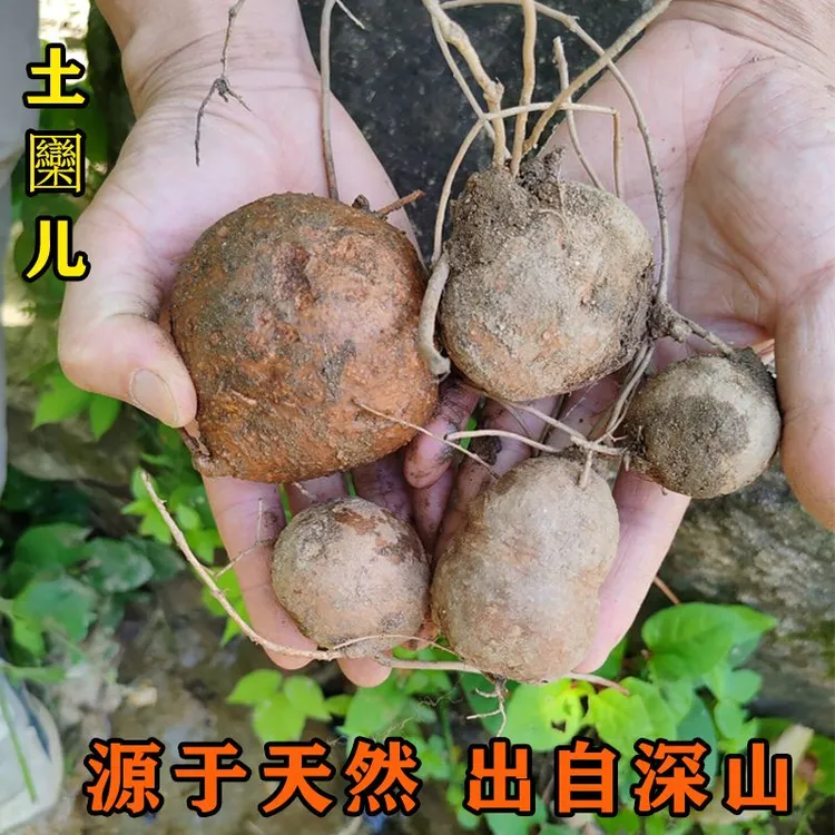 野洋芋湖北深山现挖土栾儿新鲜香芋参煲汤食材250g土圞儿