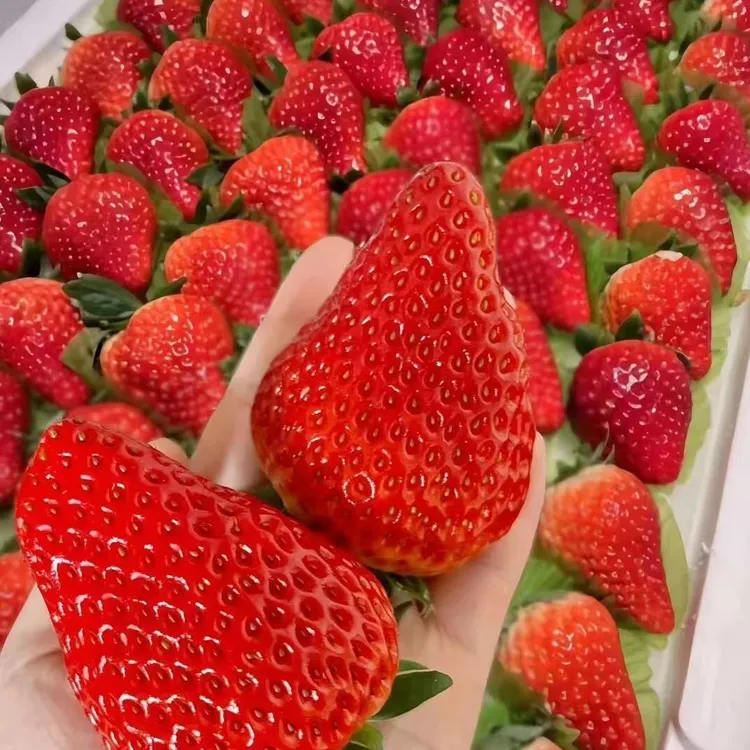 顺丰四川大凉山露天草莓非丹东99大草莓新鲜现摘香甜红孕妇水果