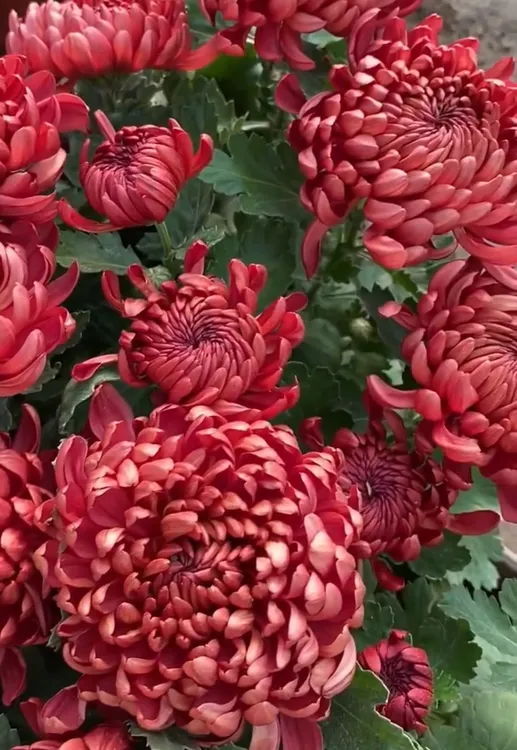 九月菊【红绣球】盆栽菊花大苗室内阳台花卉好养四季开花