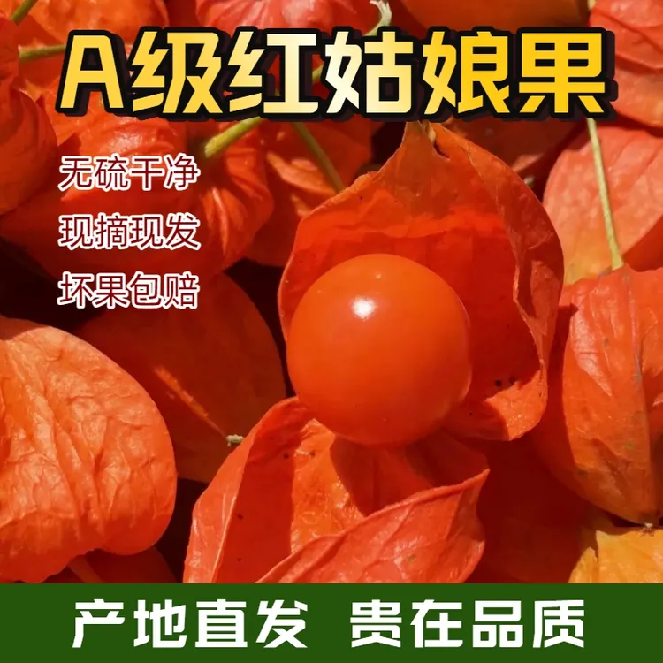 东北应季特产红姑娘锦灯笼微酸微甜可泡水带皮发货果农自种