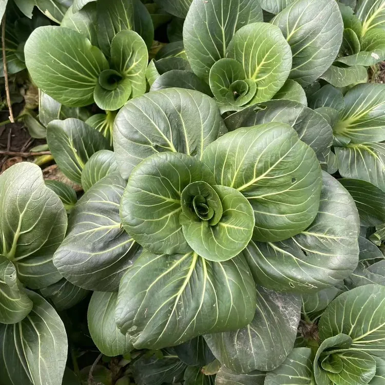 苏北霜冻菜黑甜糯大青菜新鲜寒冬烫火锅上海青苏州青时令蔬菜现挖