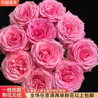 【云舍花卉】【粉之妍】单头玫瑰 任意满两单及以上鲜花包邮发货