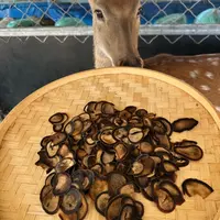 【参海】鹿茸半蜡片 残片 长白山特产