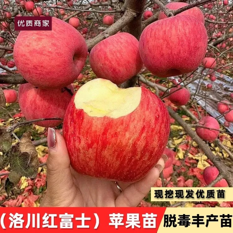 陕西洛川耐寒红富士苹果树苗脆甜冰糖心苹果苗盆栽地栽南北方种植