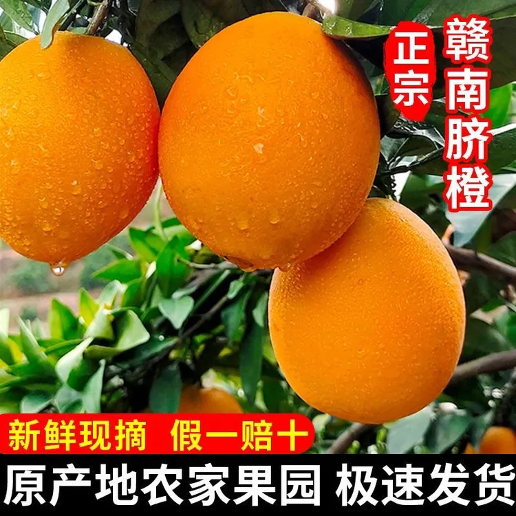 正宗江西赣南脐橙新鲜现摘应季水果产地直发果园直发甜橙子多汁