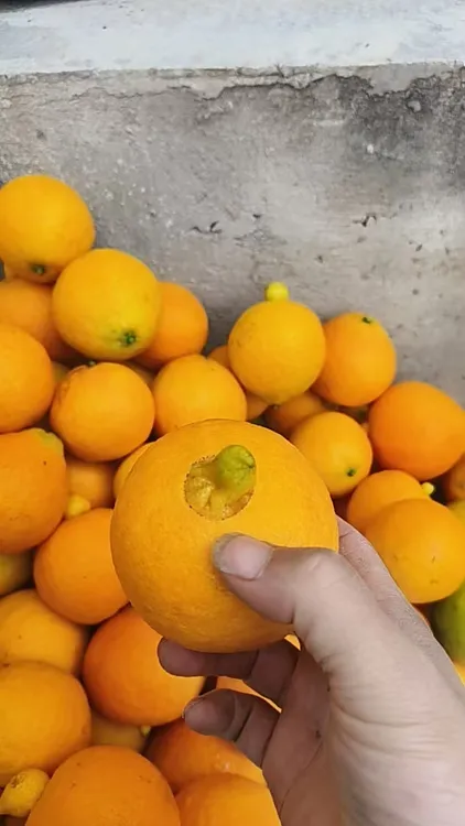 四川爱媛果冻橙    <带顶爱媛果冻橙>有顶但是一点不影响口感