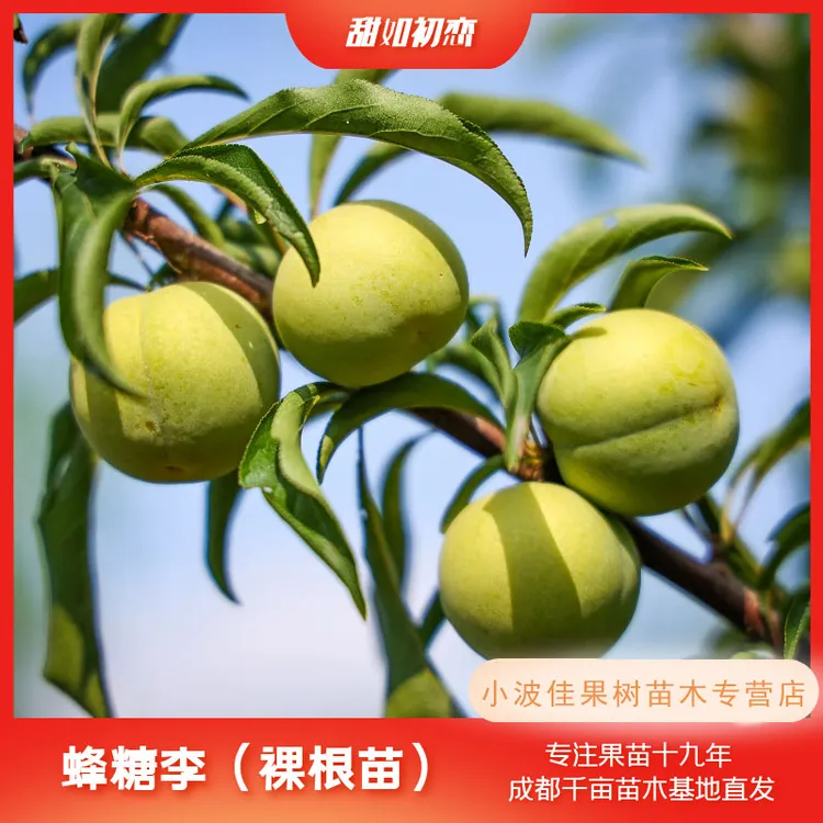 【蜂糖李优系大青皮】现挖裸根苗 基地直发 可盆栽种植 早熟品种