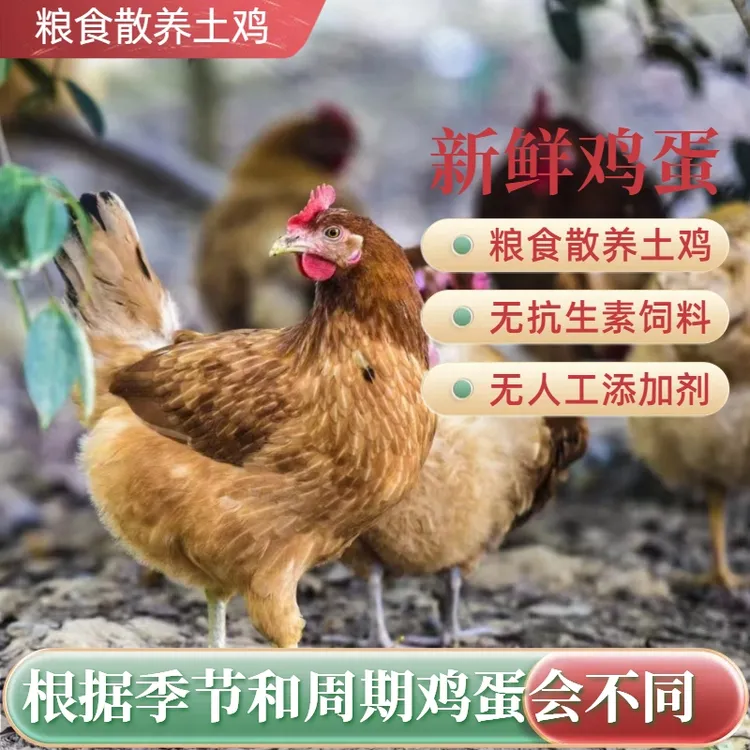 正宗散养土鸡蛋新鲜农村野外月子孕妇本绿乌柴鸡蛋虫草笨鸡蛋