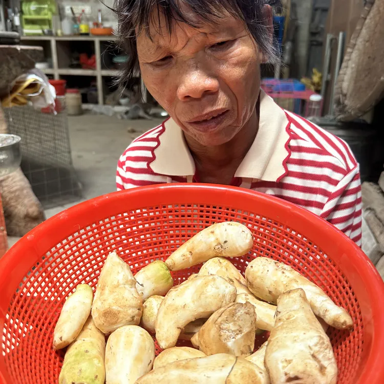 新鲜牛奶小芋头软糯粉香当季蔬菜草芋头早餐芋小品甜品芋