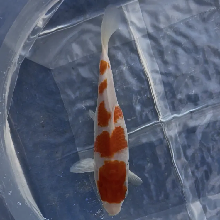 精品锦鲤 活体 观赏鱼