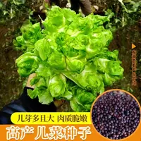 【全店满五包包邮】四川儿菜种子蔬菜水果庭院种子