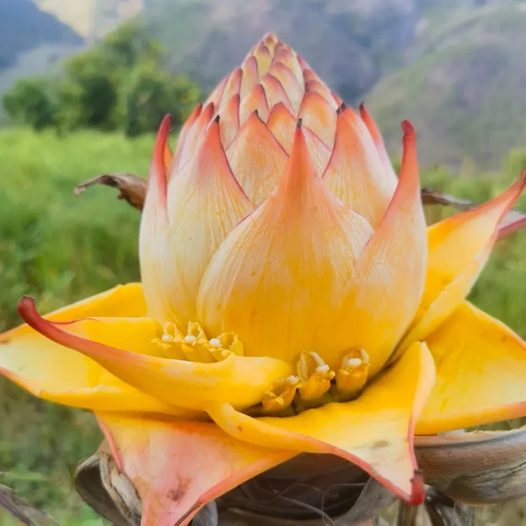 云南地涌金莲庭院室内外盆栽千瓣莲