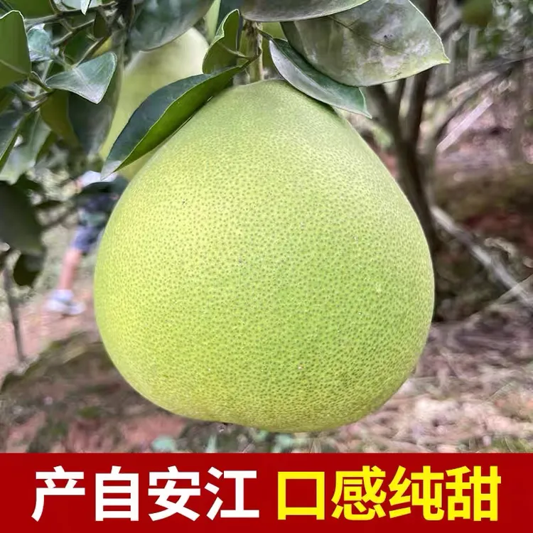 正宗安江雪峰老树冰糖柚小苦柚麻麻柚 备注送柚子叶 安江产地直发