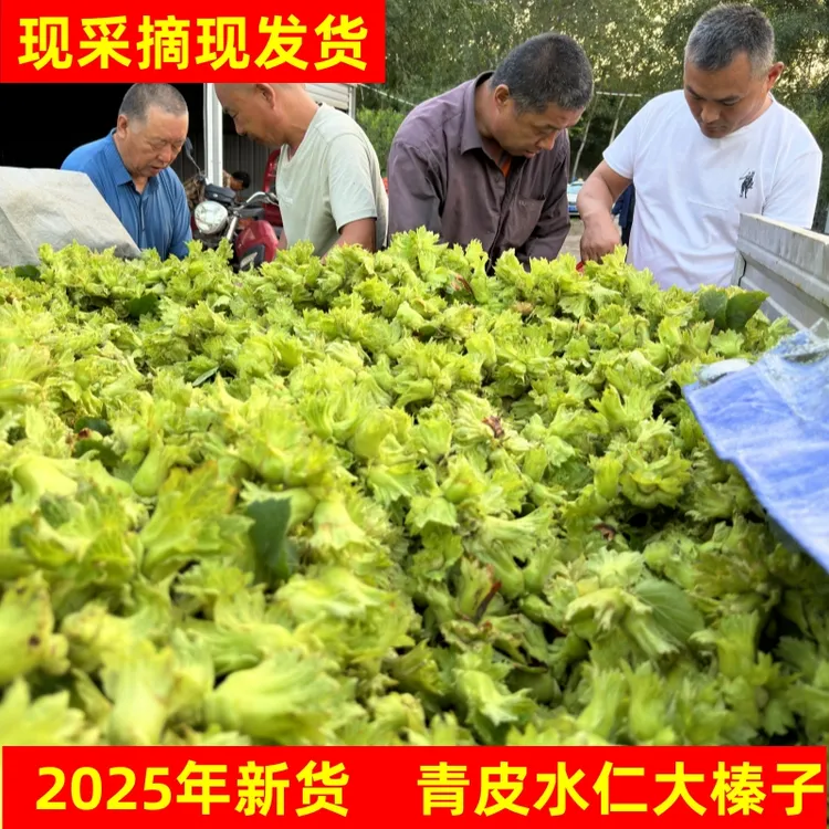 【新货来啦】2025年青皮水仁大榛子新货新鲜带绿皮水瓤送钳子
