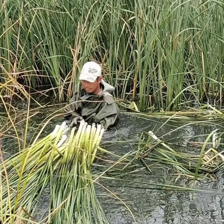 【顺丰包邮带壳现摘】淮安蒲菜现摘现发淮安蒲菜原生态炒菜烧菜鲜美