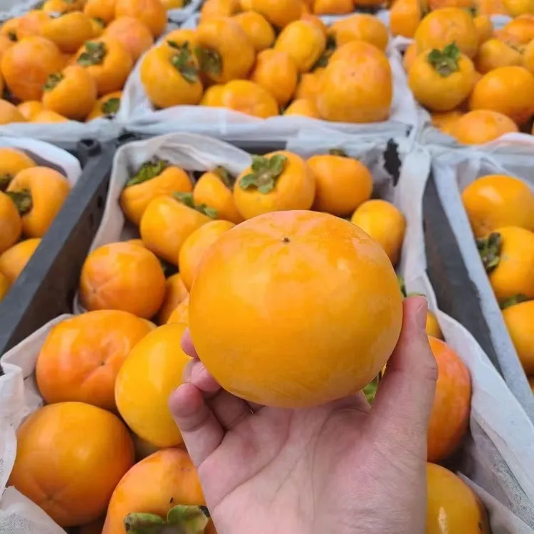 大果柿子脆甜脆柿子脆柿，新鲜采摘香甜多汁应季水果农村舅舅