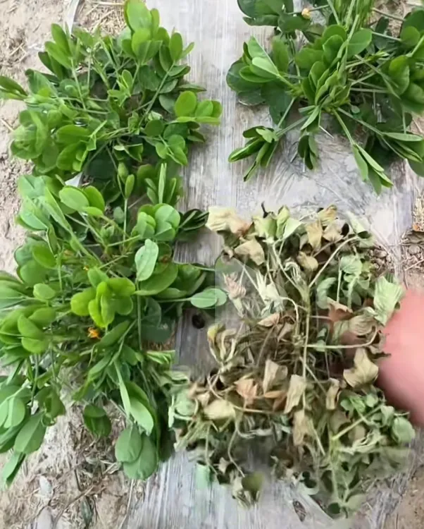 花生清苦立枯生根长根套餐叶面肥