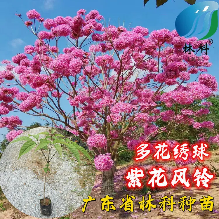 正宗黄花风铃木苗庭院别墅校园风景树巴西风铃木多花紫花风铃树苗