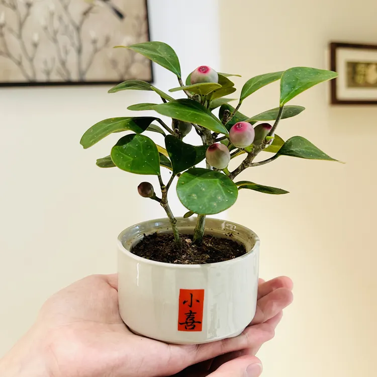 小盼菩提小喜盆栽盆景室内客厅办公室桌面观果可爱趣味花卉绿植