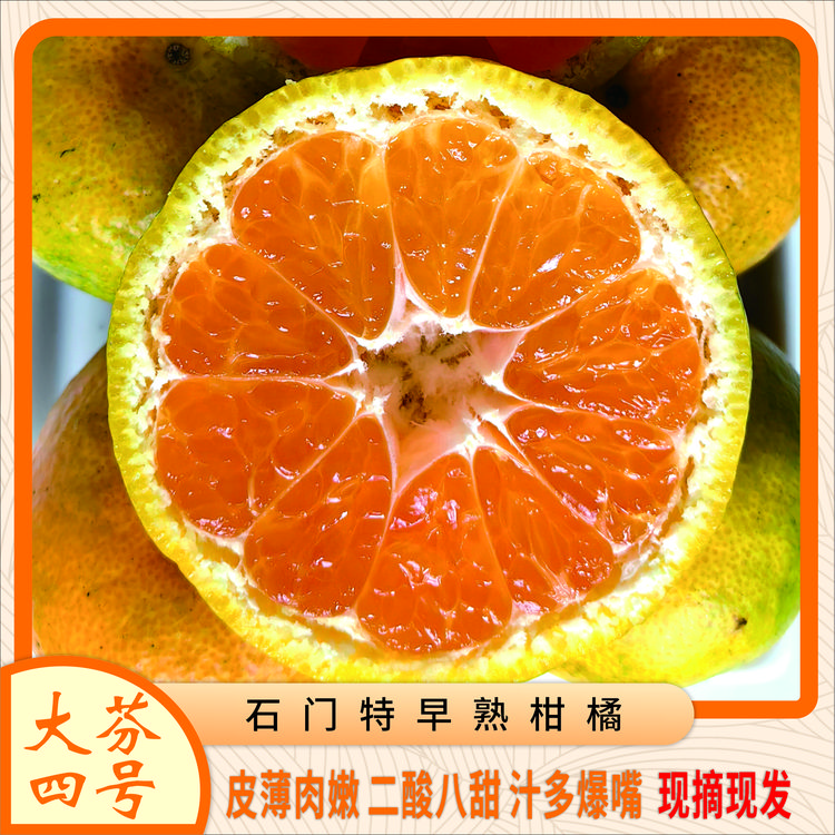 正宗湖南石门柑橘大芬四号新鲜蜜桔皮薄多汁酸甜爽口水果