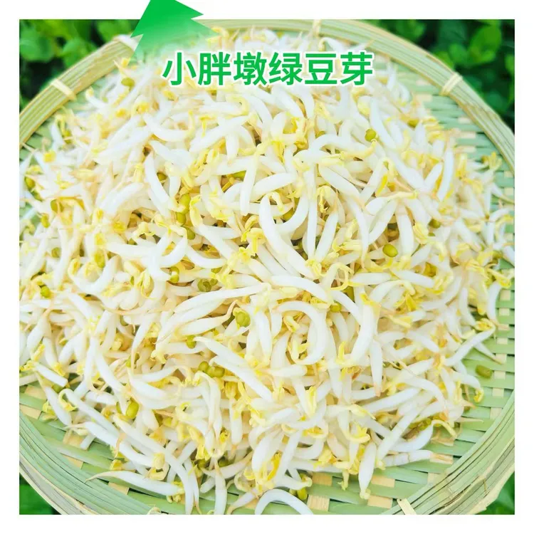 新鲜胖绿豆芽传统农家自发顺丰发货