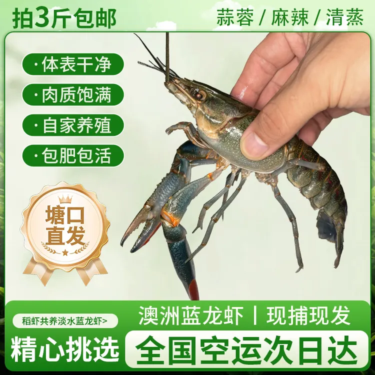 鲜活澳洲淡水蓝龙虾！杭州发货！次日达！