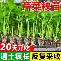 芹菜苗四季小香芹菜苗皇后大肉西芹苗西兰花菜苗包心菜甘蓝蔬菜苗