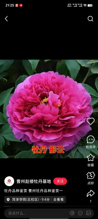 彤云牡丹（图片仅供参考）