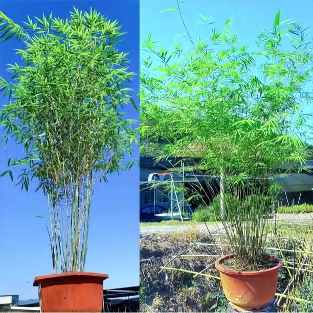 已经降价啦高雅台湾内门竹盆栽室内外好看好养绿植物常年绿色盆景