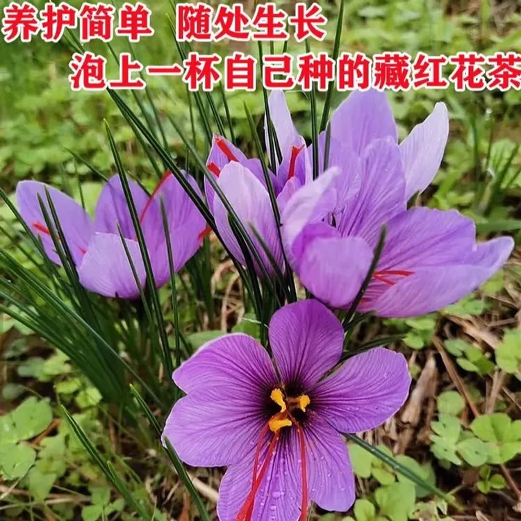 【藏红花种球】四季种植室内阳台庭院花卉植物四季藏红花种球根盆栽
