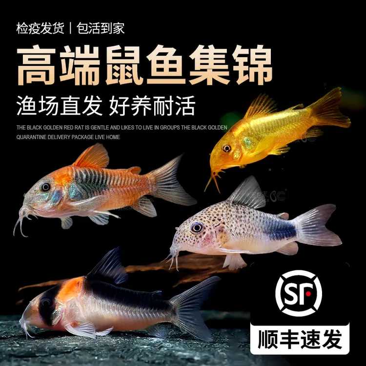 黑金红头鼠大型红头鼠底栖鱼清缸淡水鱼热带鱼草缸南美鼠鱼工具鱼