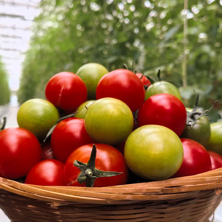 康硒谷抱红+青甜2号，组合水果圣女果西红柿小柿子新鲜彩色小番茄