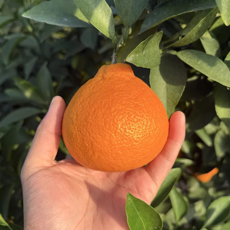 早熟粑粑柑新品种一年杯苗现挖现发10月成熟带土发货变叶木