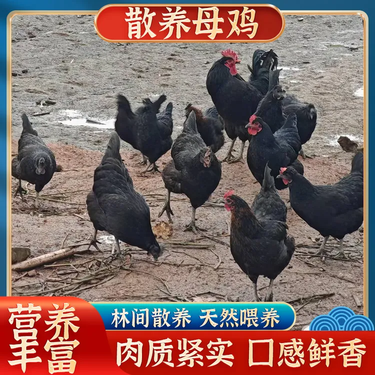 农家散养母鸡新鲜到货正宗走地鸡溜达散养土鸡整鸡