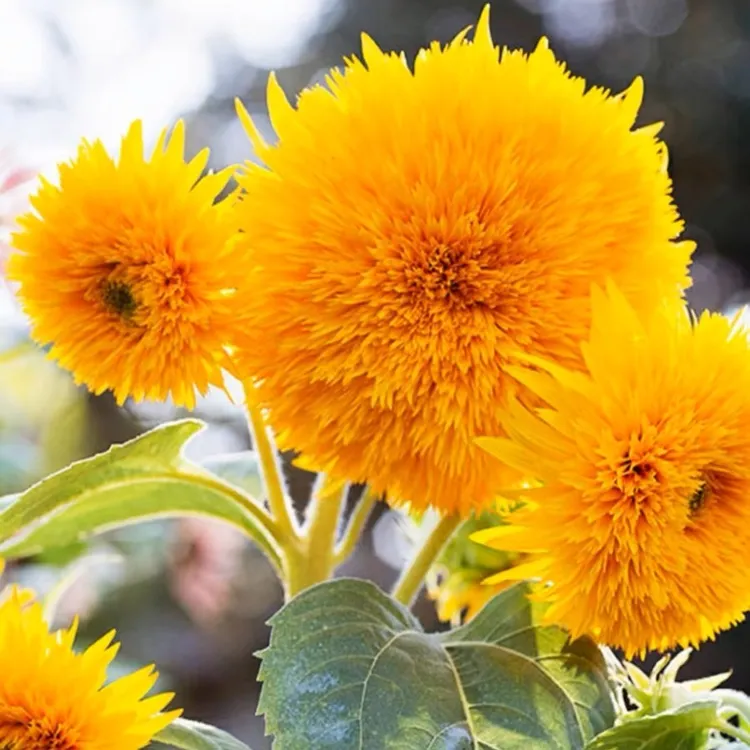 【玩具熊向日葵种子】观赏矮向花阳台盆栽春夏秋四季播种籽花卉食用商品图