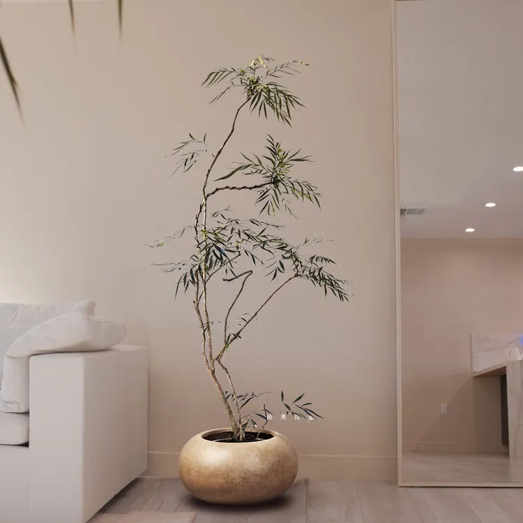 十大功劳盆栽四季长青新中式禅意客厅落地绿植好养易活千年木盆栽
