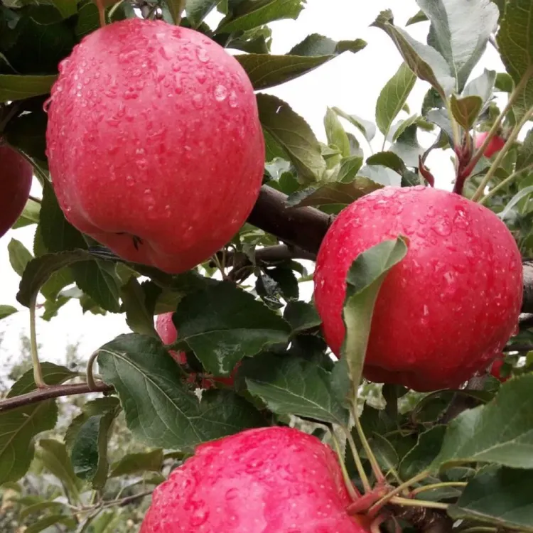 甘肃秦安红富士新鲜脆甜多汁冰糖心现摘现发当季整箱苹果水果