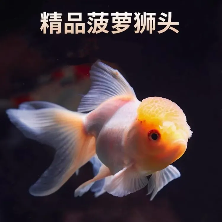 菠萝头白色国狮鹤顶红好养易活招财鱼鸿运当头冷水观赏鱼宠物鱼