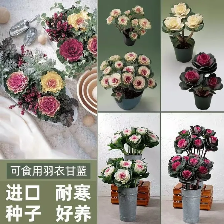 【今年新种】羽衣甘蓝种子 一代种子冬日玫瑰南北方种植盆栽地栽 