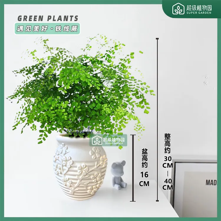 铁线蕨室内绿植盆栽净化空气办公室植物耐阴好养四季常绿30-40CM