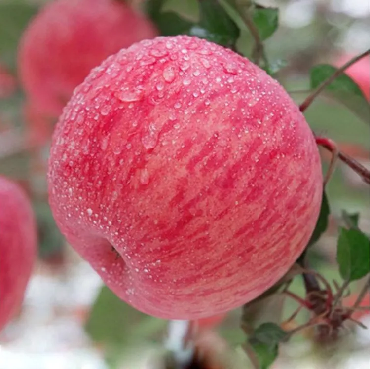 头茬正宗山东烟台栖霞红富士脆甜多汁霜降皮薄爽口新鲜高山应当季