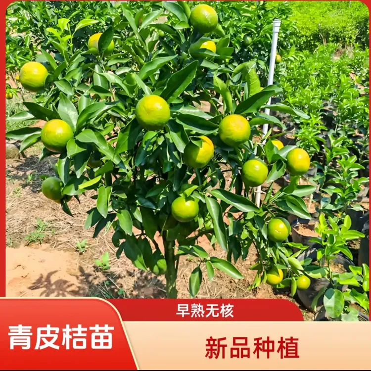新品种青皮蜜桔苗 日南一号桔苗早熟青柑橘苗 嫁接无核蜜桔子树苗