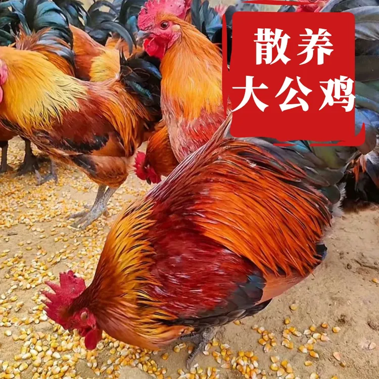 【闽北散养大公鸡】福建南平延平农家散养公鸡宰杀后1只顺丰包邮