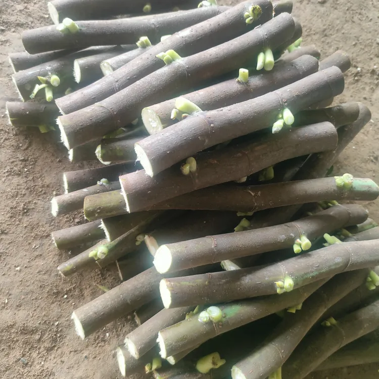 无花果枝条  芭劳耐  现剪现发 包对版