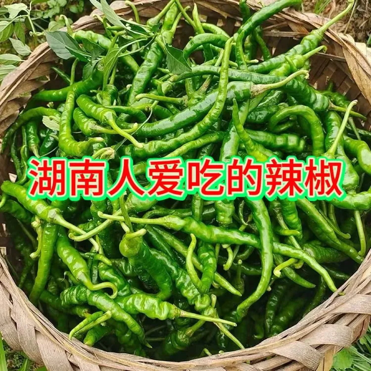 【湖南土辣椒】新鲜土辣椒农家露天自种现摘薄皮剁椒酱专用中辣特辣