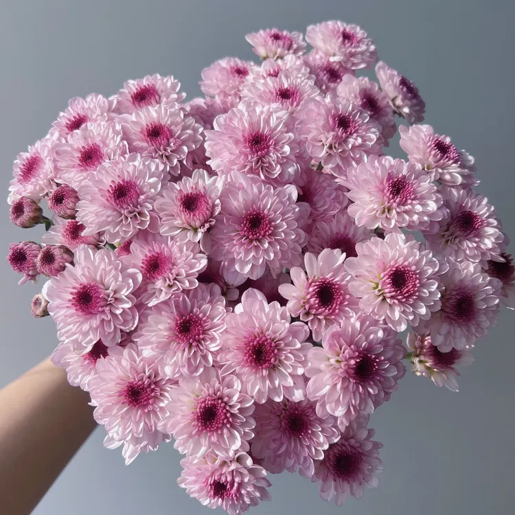 南农丹心小菊花盆栽庭院阳台花卉植物多年生易爆花