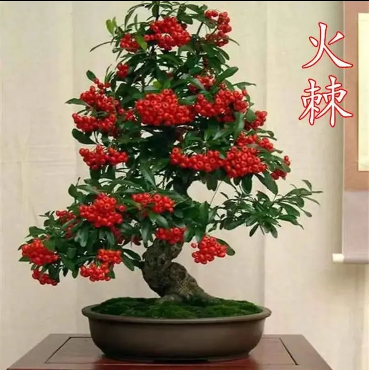 四季常青火棘特价精品带果发货盆栽