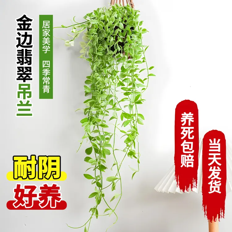 金边翡翠多肉吊兰垂吊爬藤盆栽绿植阳台鲜活窗台长藤绿植室内