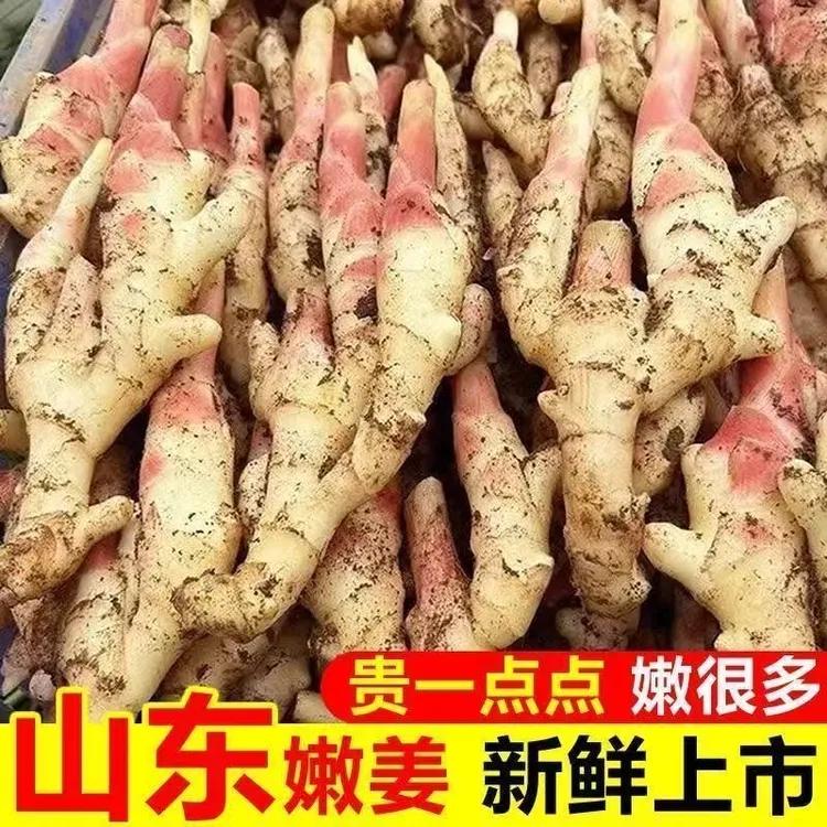 山东红芽嫩姜新鲜现挖现发口感清脆新姜可做泡糖醋姜的当季生姜